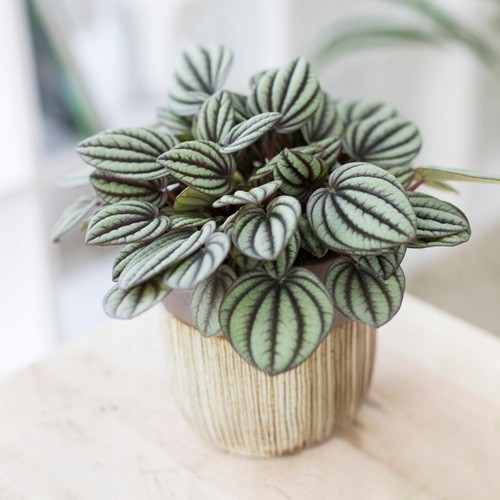 Peperomia-Piccolo-Banda-o-metalicznym-polysku-Nazwa-lacinska-inna.jpg