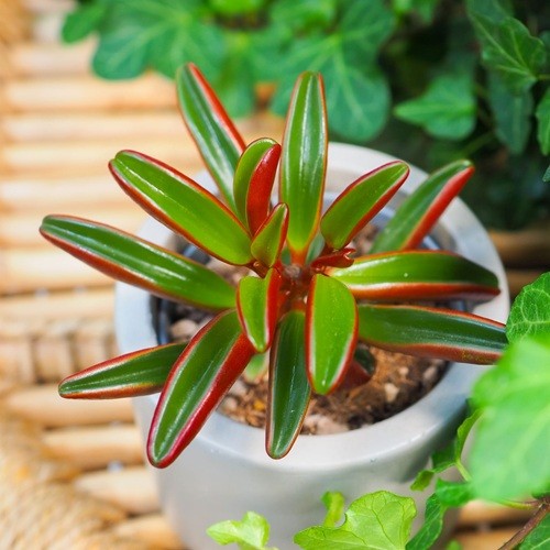 Peperomia-graveolens-Ruby-Glow.jpg