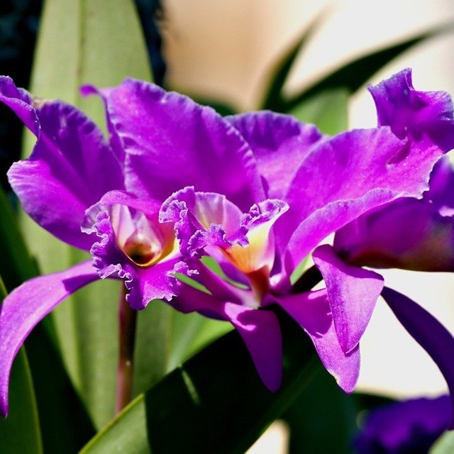 orchids-gef4c17efe_1280-1.jpg