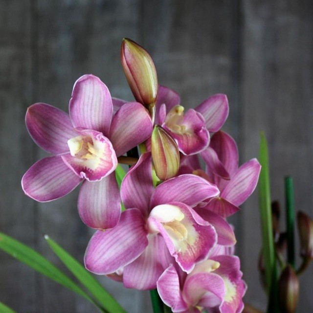 orhideya-czimbidium-28.jpg