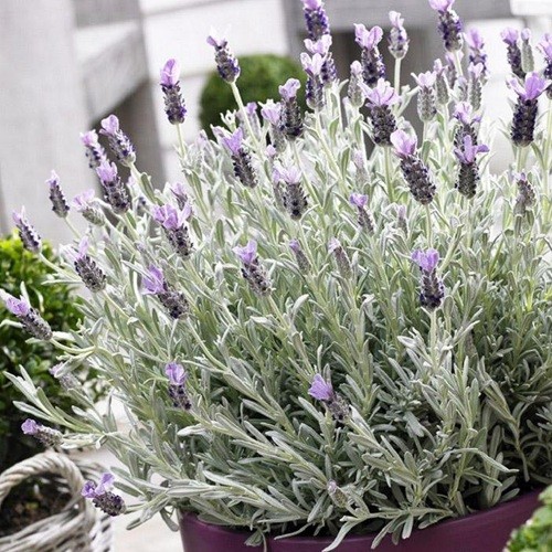 3974_lavanda_silver_mist_gl.jpg
