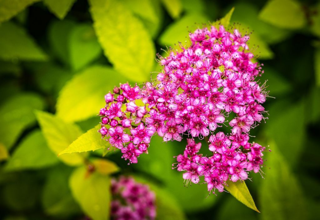 Спирея японская spiraea-japonica-3461317_1280.jpg