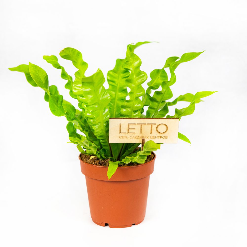 kostenets_krispi_veyv_asplenium_crispy_wave_25_12.jpg