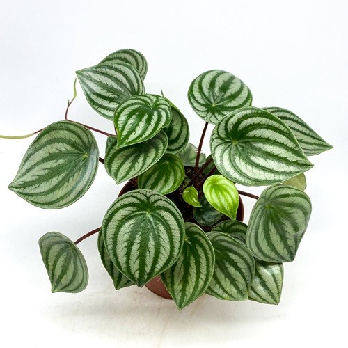 2021-7-12_WatermelonPeperomia6__1-2_1198x1198.jpg