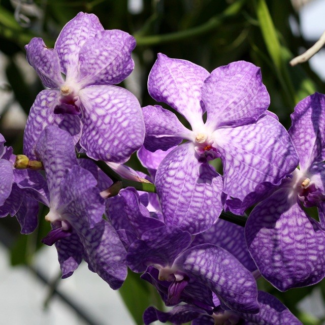 Vanda_Sansai_Blue_(12862337284).jpg Vanda_Sansai_Blue_(12862337284).jpg