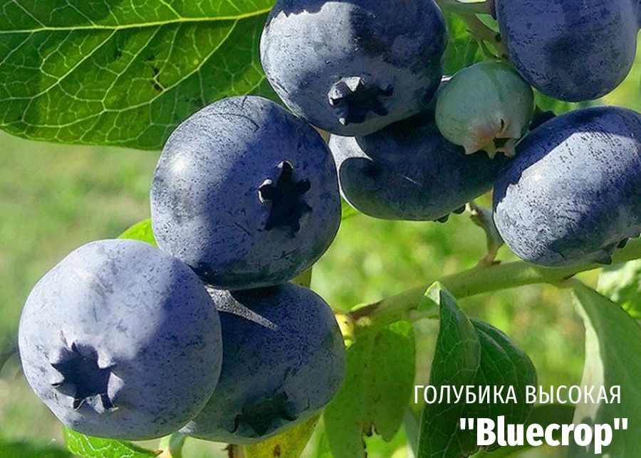 Блюкроп (Bluecrop).jpg