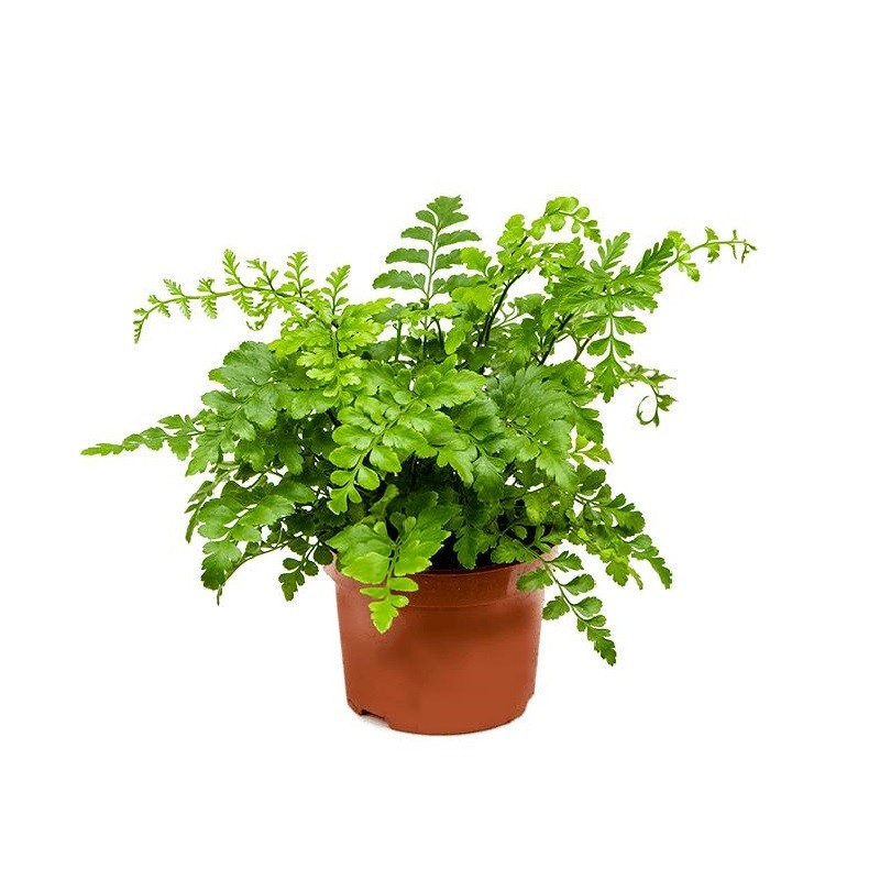 asplenium_parvati_4aspabp12_1.jpg
