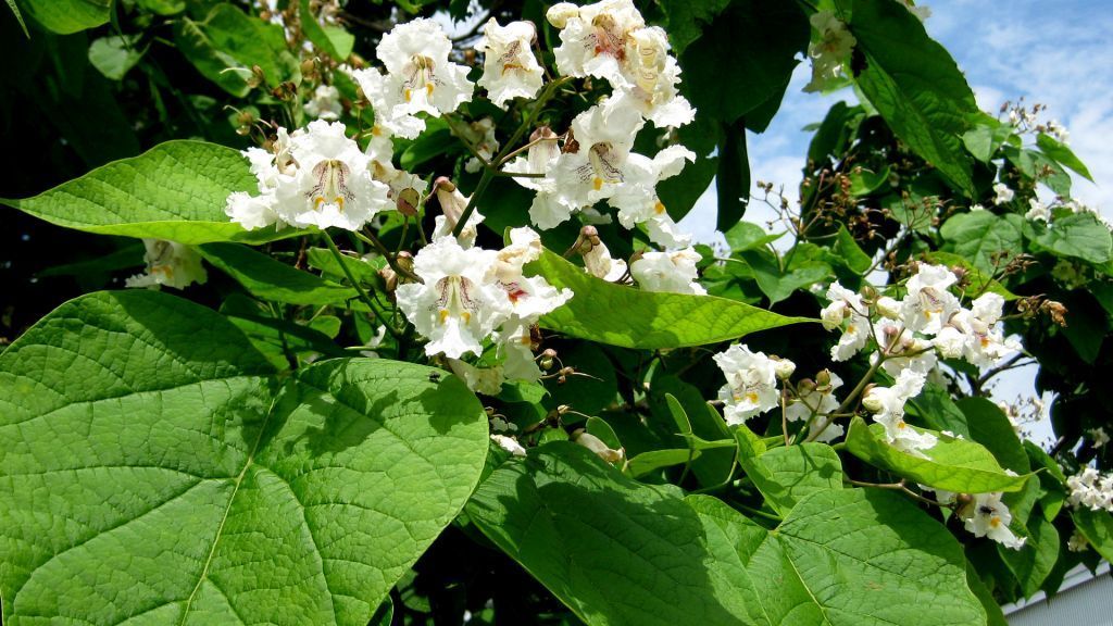 northern-catalpa2.jpg