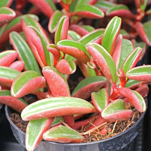 large_graveolens__27371.jpg