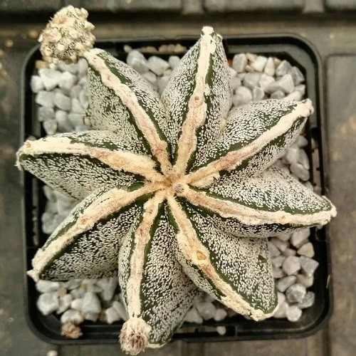 Астрофитум мириостигма (Astrophytum myriostigma) 1.jpg