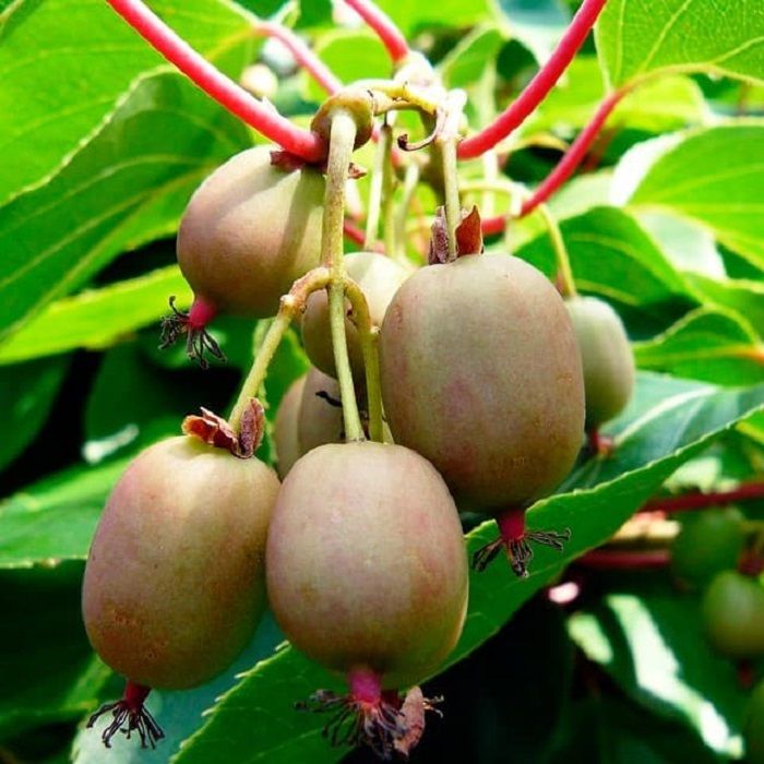 Актинидия Джиральди (Actinidia giraldii).jpg