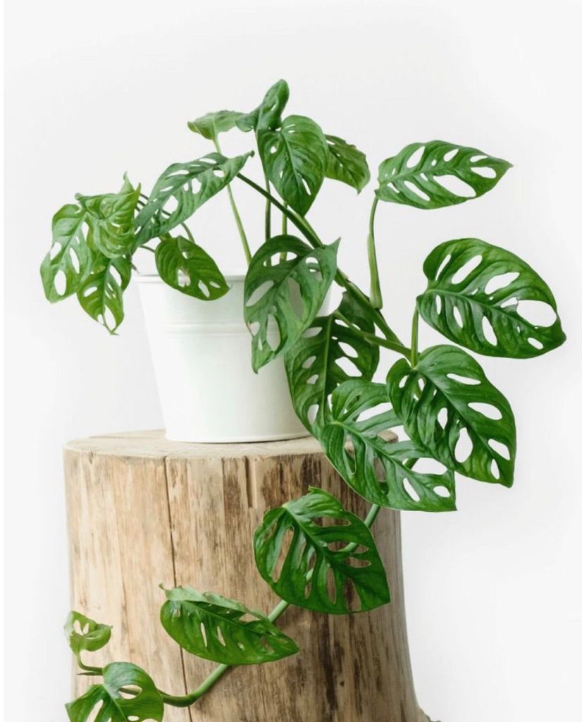 1667239850_20-idei-club-p-monstera-manki-v-interere-vkontakte-21.jpg