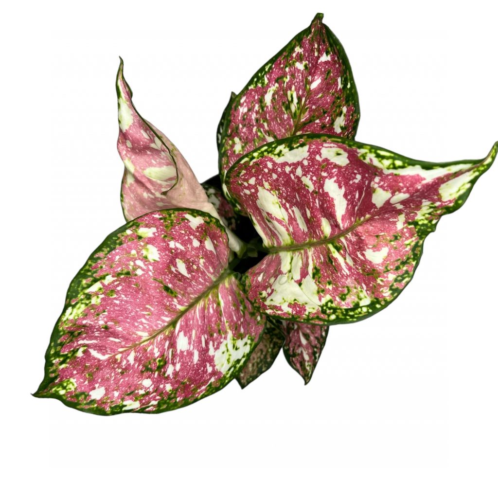 aglaonema-trikolor-12_30_.jpg aglaonema-trikolor-12_30_.jpg