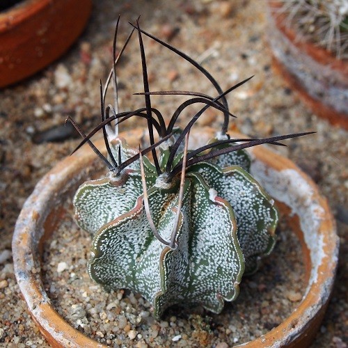 Астрофитум козерогий (Astrophytum capricorne) 2.jpg
