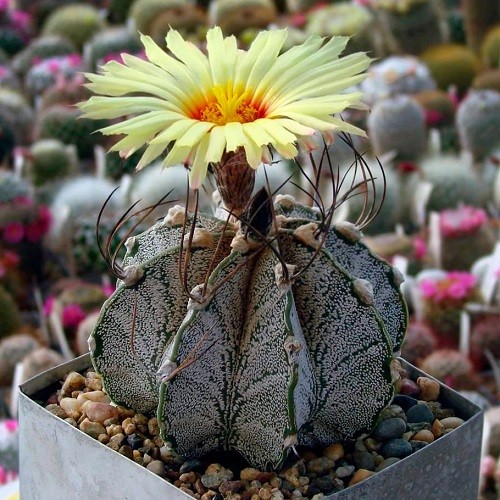 Астрофитум козерогий (Astrophytum capricorne).jpg