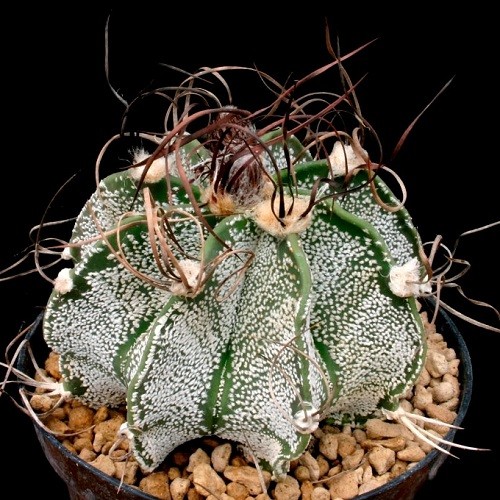 Астрофитум козерогий (Astrophytum capricorne) 3.jpg