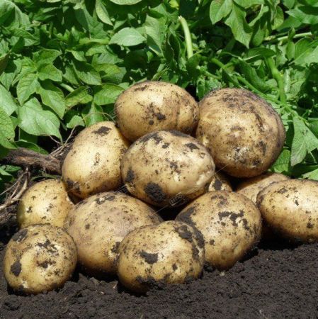 Картофель семенной Коломбо РС-1, ранний, желтый, семена весовые сетка 10кг