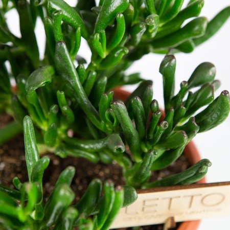 Крассула (толстянка) микс Crassula mix 38/23