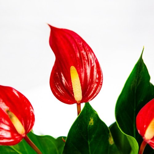 Антуриум Андре Лилли микс Anthurium andraeanum Lilli mix 30/9 (Н)