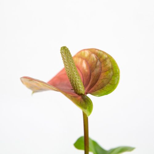 Антуриум Андре Кавалли микс Anthurium andraeanum Cavalli mix 4+ 50/14 (Н)