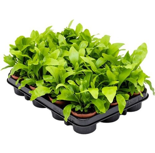Асплениум (костенец) микс Asplenium mix d7см