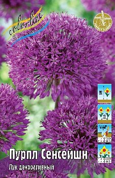 Лук декоративный Пурпл Сенсейшн Allium Purple Sensation 10/12 5шт, капер, Колорлайн