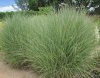 Мискантус китайский Монинг Лайт Miscanthus sinensis Morning Light 3л