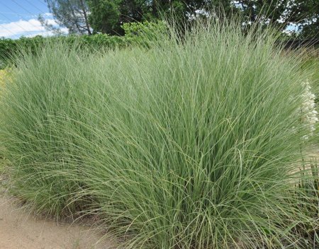 Мискантус китайский Монинг Лайт Miscanthus sinensis Morning Light 3л