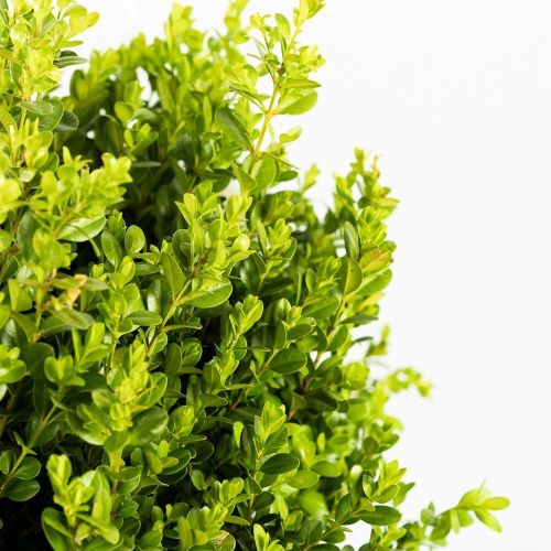 Самшит мелколистный ШАР с18 d40/50 Buxus microphylla Faulkner PALLA (И)