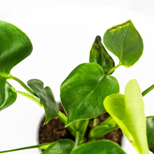 Монстера деликатесная Monstera deliciosa 40/12 (Н)
