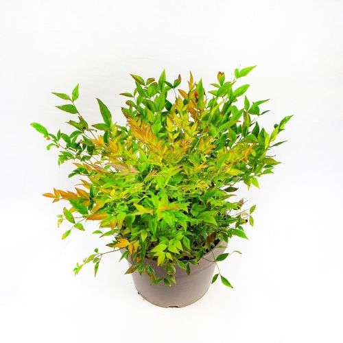 Нандина домашняя с3 Nandina domestica Gulf Stream (И)