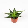 Агава нитеносная Agave filifera 8/5.5 (Н)