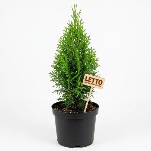 Туя западная Смарагд Thuja occidentalis Smaragd 30-50см с3