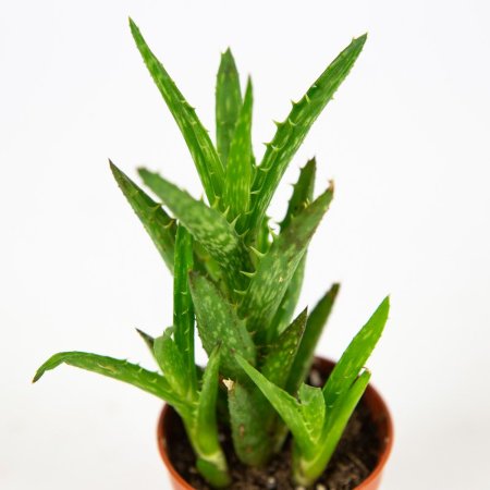 Алоэ микс Aloe mix 12/5