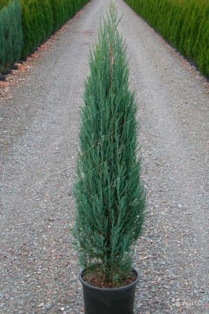 Можжевельник скальный Блю Эрроу 160/200 Juniperus scopulorum Blue Arrow 35л (ЗК)