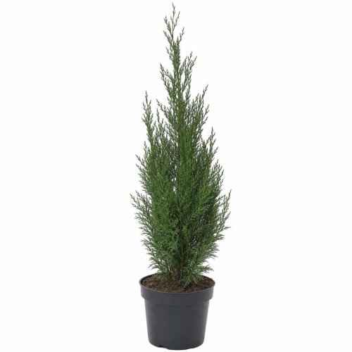 Купрессоципарис Лейланда Cupressocyparis Leylandii 110/21 (Н)