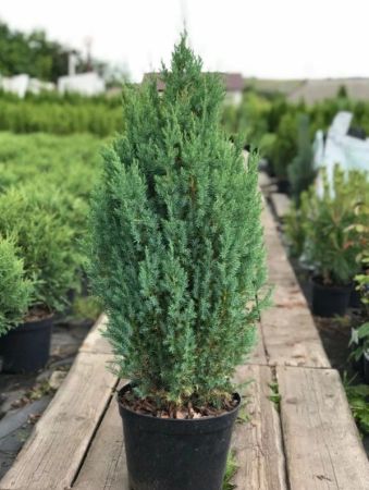 Можжевельник китайский Стрикта 100/120 Juniperus chinensis Stricta 25л (ЗК)