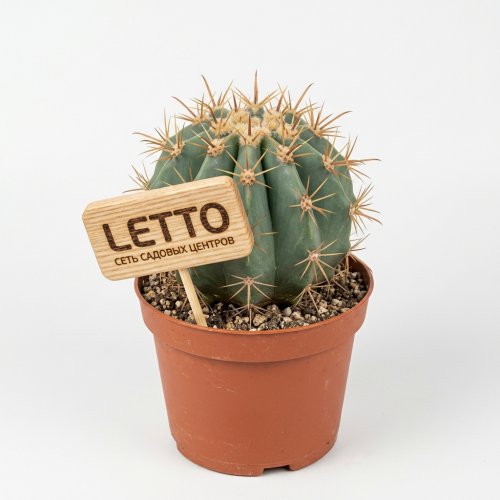Ферокактус Шварца Ferocactus Schwarzii 16/10,5 (Н)