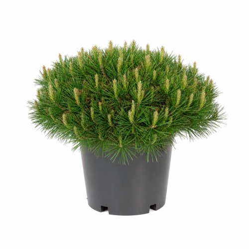 Сосна обыкновенная Чаша с30 60/80 Pinus sylvestris Watereri (Nana) (И)