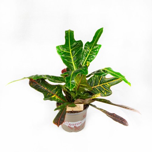 Кодиеум Экселент Codiaeum Excellent 50/17