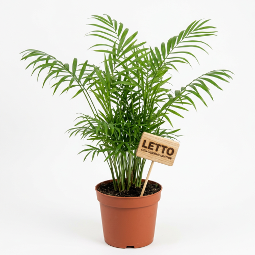 Хамедорея изящная Chamaedorea elegans 120/24
