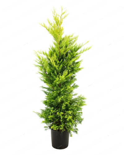 Купрессоципарис Лейланда Cupressocyparis Leylandii Castlewelland Gold с15 125/150 (И)