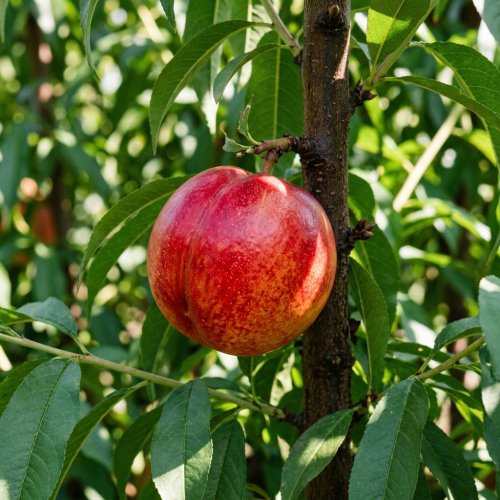 Персик Нектарин Silver Giant 1/2 ШТАМБ с10 Prunus persica (nectarinier) Silver Giant 1/2 Fusto (И)