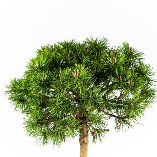 Сосна горная Mops ШТАМБ с7,5 40 Pinus mugo Mops STEM (H)