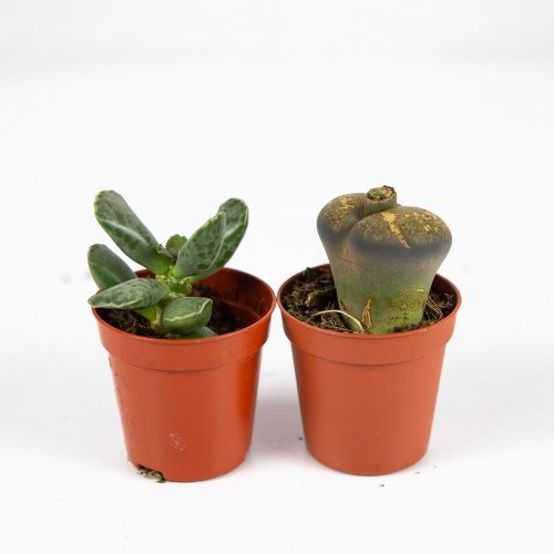 Литопс микс Lithops mix 7/5,5