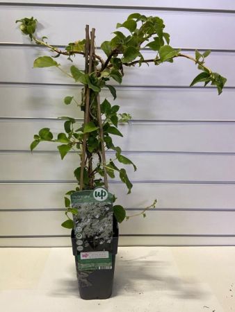 Гортензия черешковая 50/60 Hydrangea anomala subsp. petiolaris Р15 (Н) 