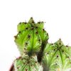 Кактус Cactus Polaskia Chichipe 15/10