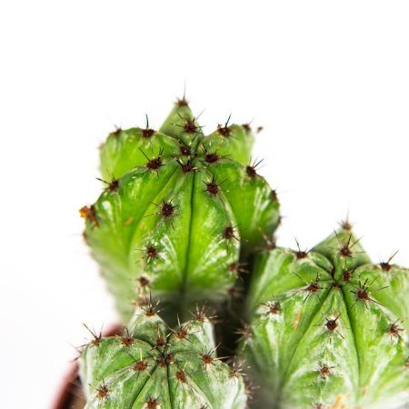 Кактус Cactus Polaskia Chichipe 15/10