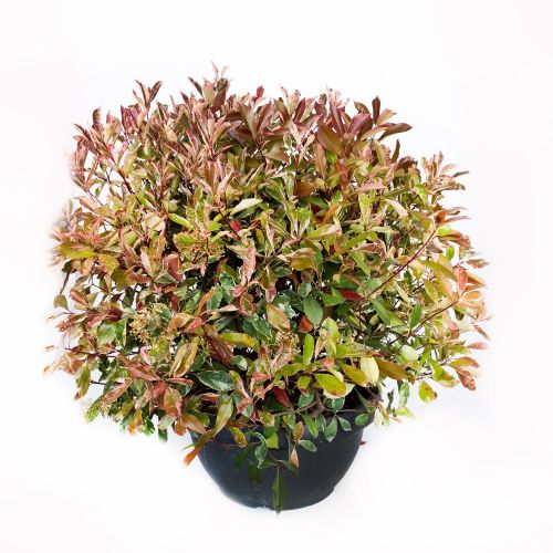 Фотиния Фразера ШАР 80/100 с45 80/100 Photinia Fraseri Pink Marble  PALLA (И)
