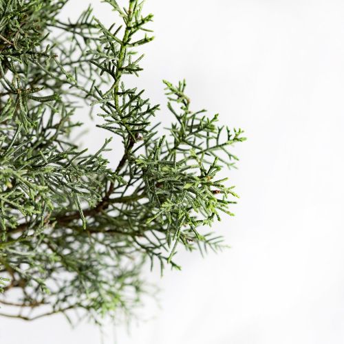 Кипарис аризонский СПИРАЛЬ с25/35 160/180 Cupressus arizonica Fastigiata SPIRALE (И)